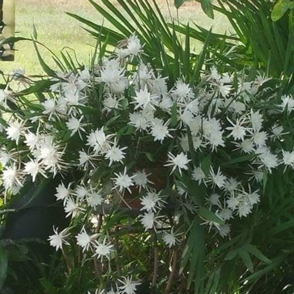 Epiphyllum Pumilum orchid cactus